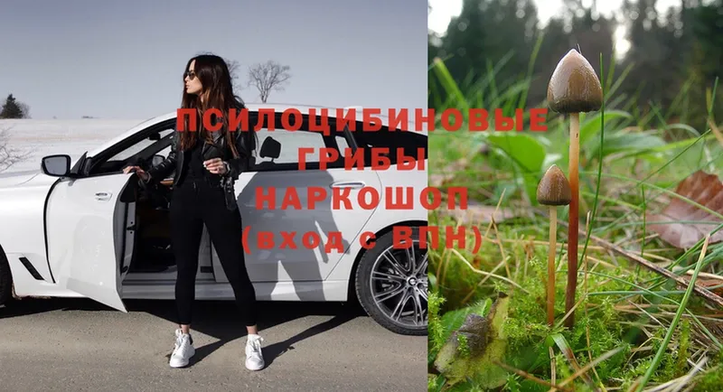 цены   Пушкино  Псилоцибиновые грибы Psilocybe 